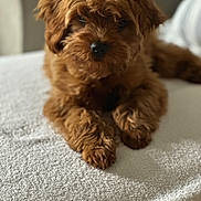 Hazel joined the competition — help win amazing prizes! animal, brown, canine, close_up, companion, cozy, cute, dog, domestic, fluffy, friendly, fur, furry, indoor, lying_down, pet, portrait, relaxed, sleepy, soft