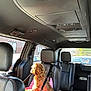 Hazel is registered to the contest to win money with this photo: animal, booster_seat, car_interior, companion, curly_fur, daylight, dog, leather_seat, looking_out, pet, restraint, road_trip, safety, seat, seatbelt, sunlight, transportation, travel, vehicle, window