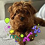 Hazel is registered to the contest to win money with this photo: animal, balloon, balloon_animal, brown_fur, cartoon_overlay, closeup, cozy, cute, decorative, dog, festive, fluffy, indoors, pet, playful, portrait, puppy, relaxed, soft_surface, star