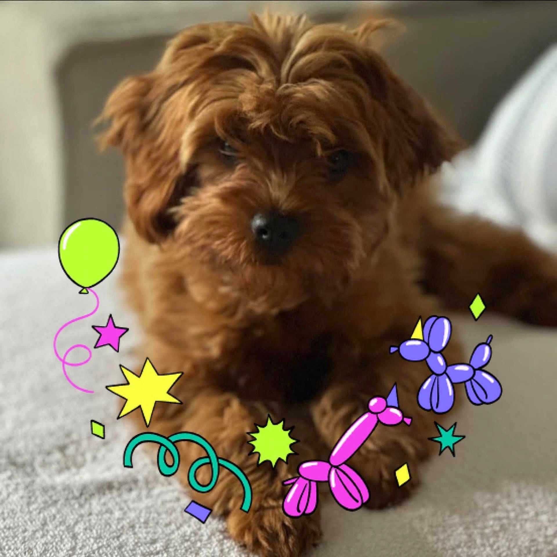 Hazel is registered to the contest to win money with this photo: animal, balloon, balloon_animal, brown_fur, cartoon_overlay, closeup, cozy, cute, decorative, dog, festive, fluffy, indoors, pet, playful, portrait, puppy, relaxed, soft_surface, star