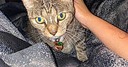 Scarlett joined the competition — help win amazing prizes! cat, tabby_cat, pet, collar, indoor, blanket, hand, furniture, mirror, lamp, bedroom, cozy, yellow_eyes, tabby, fur, whiskers, closeup, domestic_cat, resting, comfort