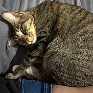 Scarlett is registered to the contest to win money with this photo: cat, tabby_cat, pet, animal, feline, fur, striped, bed, blanket, human_leg, jeans, clothing, resting, relaxed, indoor, closeup, cute, companion, sleeping_area, cozy