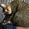 cat, tabby_cat, pet, animal, feline, fur, striped, bed, blanket, human_leg, jeans, clothing, resting, relaxed, indoor, closeup, cute, companion, sleeping_area, cozy