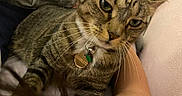 Scarlett is registered to the contest to win money with this photo: animal, arm, cat, closeup, collar, cute, domestic, eye, face, fur, indoor, mammal, person, pet, relaxed, resting, striped, tabby, tag, whiskers