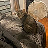 cat, tabby_cat, bed, bedspread, fan, mirror, dresser, closet, wooden_floor, indoor, furniture, curious, pet, animal, room, black, speckled, sleeping_area, domestic, cozy