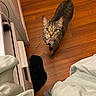 cat, tabby, collar, floor, wooden_floor, indoor, pet, looking_up, curious, whiskers, ears, tail, domestic_animal, feline, bed, blanket, clothing, cord, furniture, home