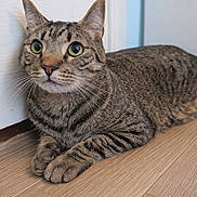 Dash is registered to the contest to win money with this photo: cat, tabby_cat, indoor, wooden_floor, door, wall, pet, animal, feline, whiskers, ears, paws, resting, looking_up, curious, closeup, household, domestic_animal, cute, mammal