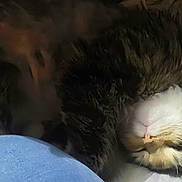 Cheeka is registered to the contest to win money with this photo: cat, sleeping, fluffy, fur, pet, cozy, resting, indoors, cute, animal, closeup, soft, blanket, comfort, relaxing, domestic, feline, face, whiskers, peaceful