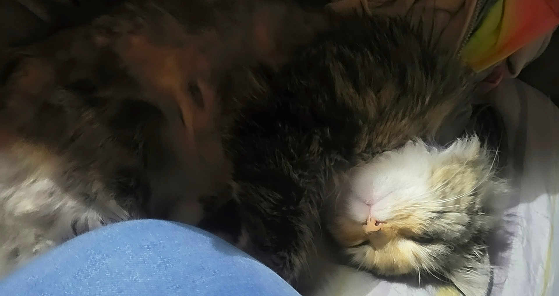 Cheeka is registered to the contest to win money with this photo: cat, sleeping, fluffy, fur, pet, cozy, resting, indoors, cute, animal, closeup, soft, blanket, comfort, relaxing, domestic, feline, face, whiskers, peaceful