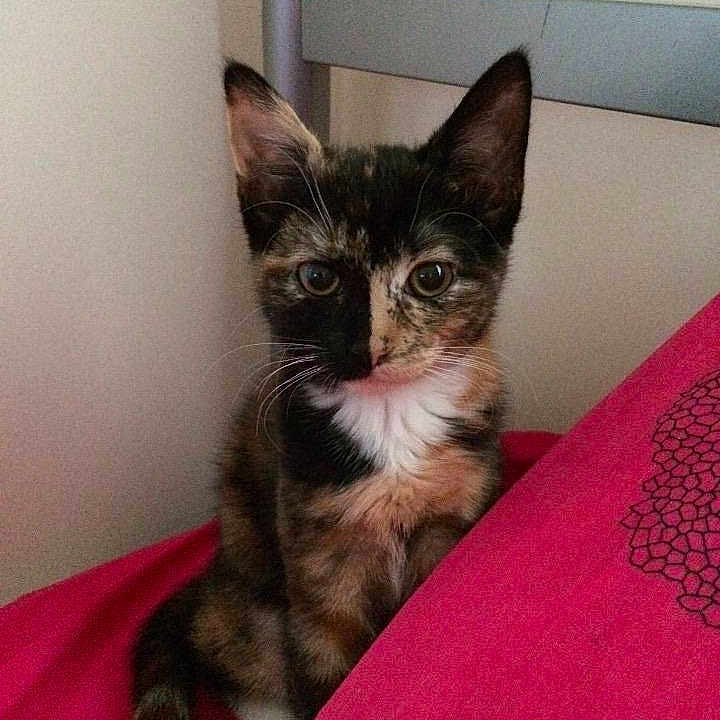 Mittens