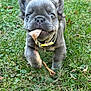 adorable, animal, collar, cute, dog, ears, french_bulldog, fur, grass, green, leaf, nature, outdoor, pet, playful, puppy, small, snout, walking, young