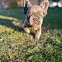 adorable, animal, blurred_background, closeup, cute, daytime, dog, ears, french_bulldog, grass, green, nature, outdoor, pet, puppy, small, snout, sunlight, walking, young