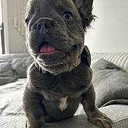 Gizmo joined the competition — help win amazing prizes! adorable, animal, close_up, collar, couch, curious, cute, dog, ears, face, fur, gray_fur, home, indoor, paw, pet, puppy, soft_light, tongue, young_dog