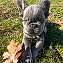french_bulldog, puppy, dog, grass, leaf, autumn, outdoor, pet, animal, cute, ears, collar, leash, sunlight, nature, closeup, young, adorable, snout, whiskers