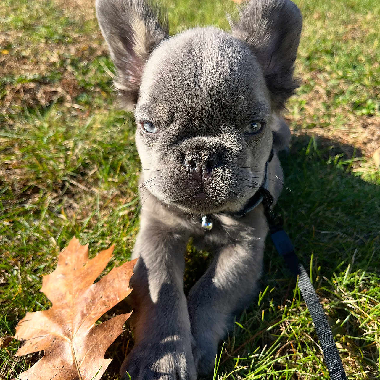 Gizmo joined the competition — help win amazing prizes! adorable, animal, autumn, closeup, collar, cute, dog, ears, french_bulldog, grass, leaf, leash, nature, outdoor, pet, puppy, snout, sunlight, whiskers, young