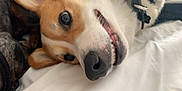 Kaito joined the competition — help win amazing prizes! dog, pet, canine, close_up, lying_down, nose, teeth, fur, collar, bed, white_bed_sheet, playful, happy, animal, domestic_animal, muzzle, ears, face, resting, cute