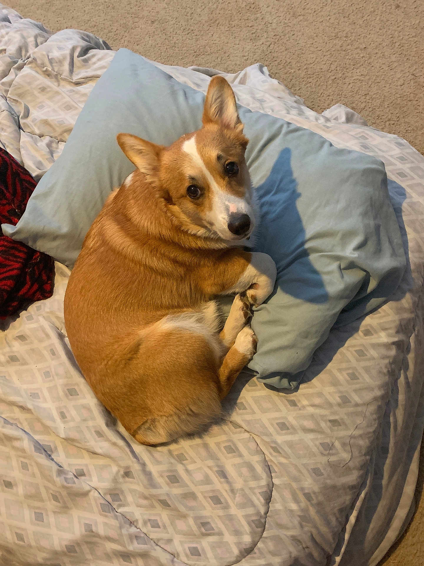 Kaito joined the competition — help win amazing prizes! dog, corgi, pet, bed, pillow, carpet, indoor, cute, animal, fur, looking_back, relaxed, resting, canine, sleepy, brown, white, ears, paw, companion