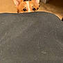 Kaito is registered to the contest to win money with this photo: dog, corgi, ears, eyes, table, floor, indoor, curious, peeking, pet, brown, white, furniture, home, animal, closeup, watching, cute, small, head