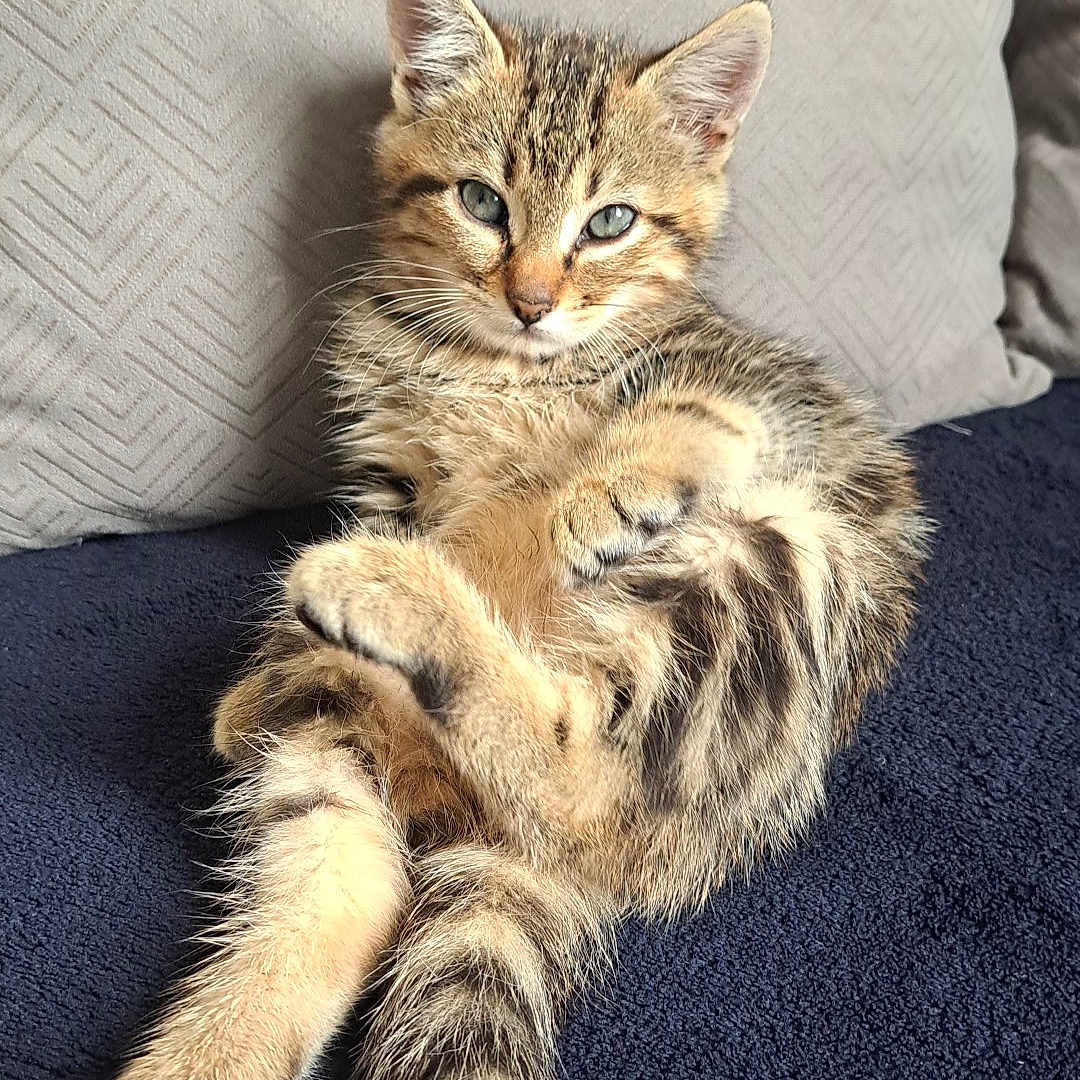 Kyodai participe au concours pour gagner de l'argent avec cette photo : abyssinian, angora, animal, architecture, blanket, building, cat, chair, couch, cushion, furniture, homedecor, indoors, kitten, livingroom, manx, person, pet, room, sleeping