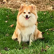 Duckie is registered to the contest to win money with this photo: adorable, animal, canine, cute, dog, fluffy, friendly, fur, grass, greenery, happy, nature, outdoor, park, pet, playful, sitting, smiling, summer, toy