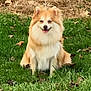 adorable, animal, canine, cute, dog, fluffy, friendly, fur, grass, greenery, happy, nature, outdoor, park, pet, playful, sitting, smiling, summer, toy
