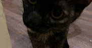 Hazel joined the competition — help win amazing prizes! cat, tortoiseshell_cat, pet, animal, feline, close_up, curious, portrait, green_eyes, pointed_ears, whiskers, indoor, bathroom, wood_floor, toilet, cabinet, standing, black_fur, brown_fur, blurry