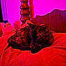 cat, black_cat, sleeping, curled_up, pet, feline, fur, whiskers, ears, tail, bed, blanket, bedroom, furniture, bedpost, indoors, red_lighting, purple_lighting, cozy, relaxed