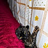 cat, tortoiseshell_cat, pet, feline, animal, yellow_eyes, raised_paw, lying_down, blanket, cushion, bed, indoors, portrait, close_up, colorful, floral_pattern, red_blanket, relaxed, playful, whiskers