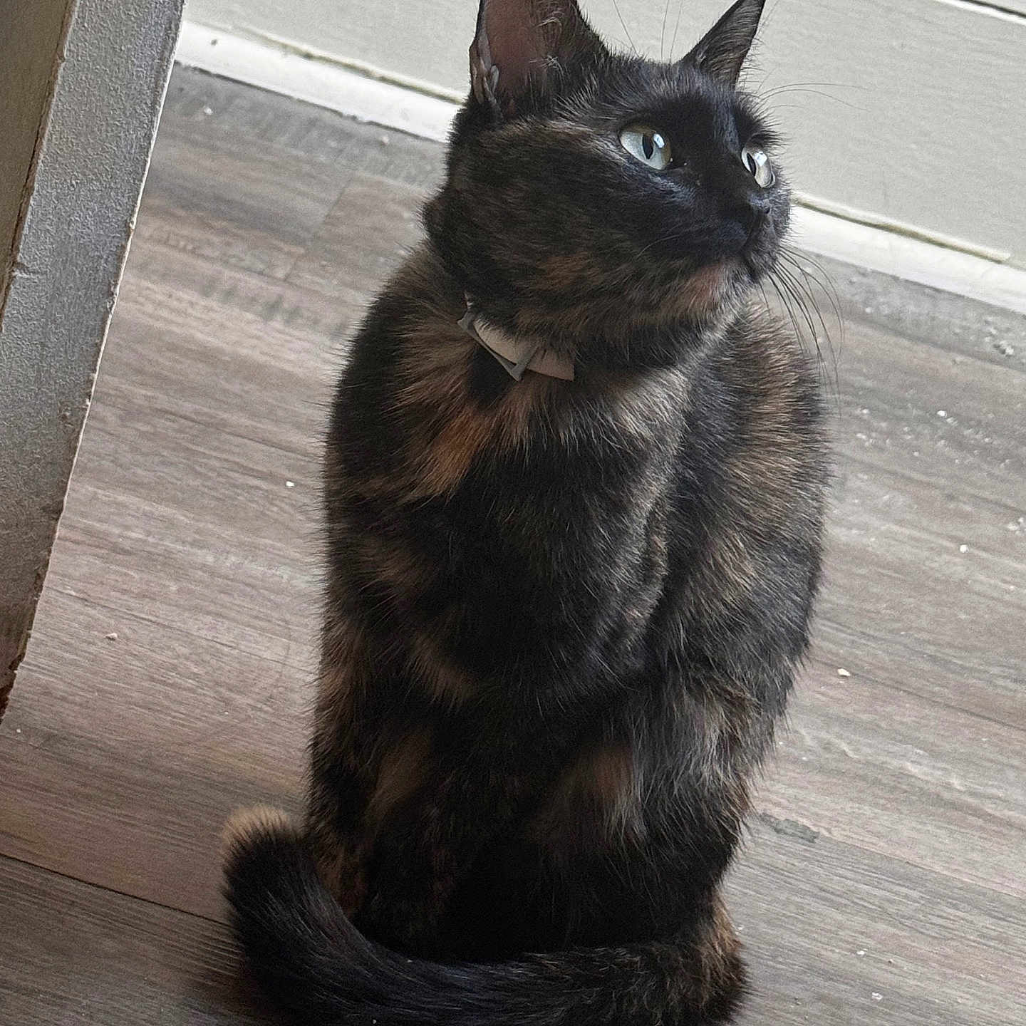 Hazel