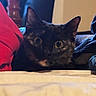 cat, black_cat, feline, pet, animal, wide_eyes, close_up, portrait, indoors, bed, blanket, cushion, red_fabric, cozy, soft_lighting, brown_eyes, pointed_ears, looking_at_camera, home, cute
