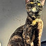cat, tortoiseshell_cat, feline, pet, animal, sitting, upright, golden_eyes, whiskers, pointed_ears, short_hair, fur, black_fur, brown_fur, orange_patches, portrait, closeup, indoor, sunlight, automotive_interior