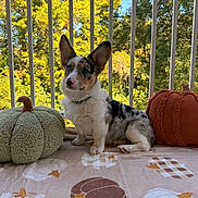 Maverick is registered to the contest to win money with this photo: puppy, dog, merle, ears, blanket, pumpkin, plush, pillow, outdoor, balcony, railing, leafy_background, sunny, fall, decor, cute, pet, animal, fur, sitting
