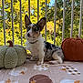 puppy, dog, merle, ears, blanket, pumpkin, plush, pillow, outdoor, balcony, railing, leafy_background, sunny, fall, decor, cute, pet, animal, fur, sitting