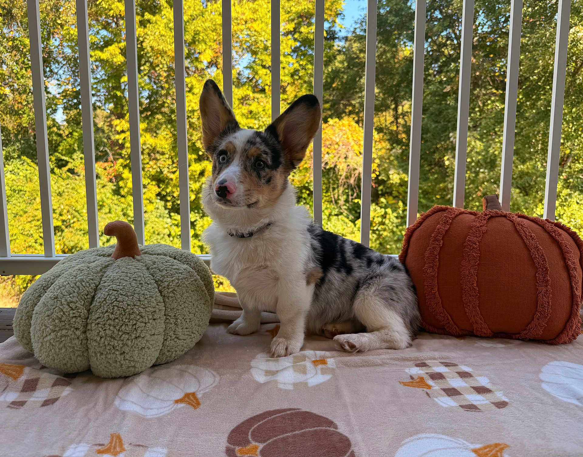 Maverick