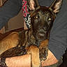 dog, man, indoor, pet, holding, beard, casual_clothing, watch, chair, brown_fur, alert, curious, arms, portrait, seated, warm_lighting, furniture, sleeve, face_partial