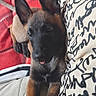 Adès a rejoint le concours — aidez-le/la à gagner de superbes lots ! puppy, dog, pet, canine, ears, tongue, couch, pillow, blanket, indoor, resting, young, brown, black, fur, cute, animal, cozy, relaxed, home
