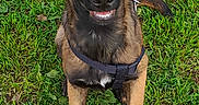 Adès participe au concours pour gagner de l'argent avec cette photo : dog, puppy, grass, outdoor, animal, pet, canine, ears, brown, black, happy, sitting, leash, nature, playful, field, young, muzzle, alert, smiling