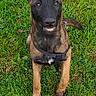 dog, puppy, grass, outdoor, animal, pet, canine, ears, brown, black, happy, sitting, leash, nature, playful, field, young, muzzle, alert, smiling