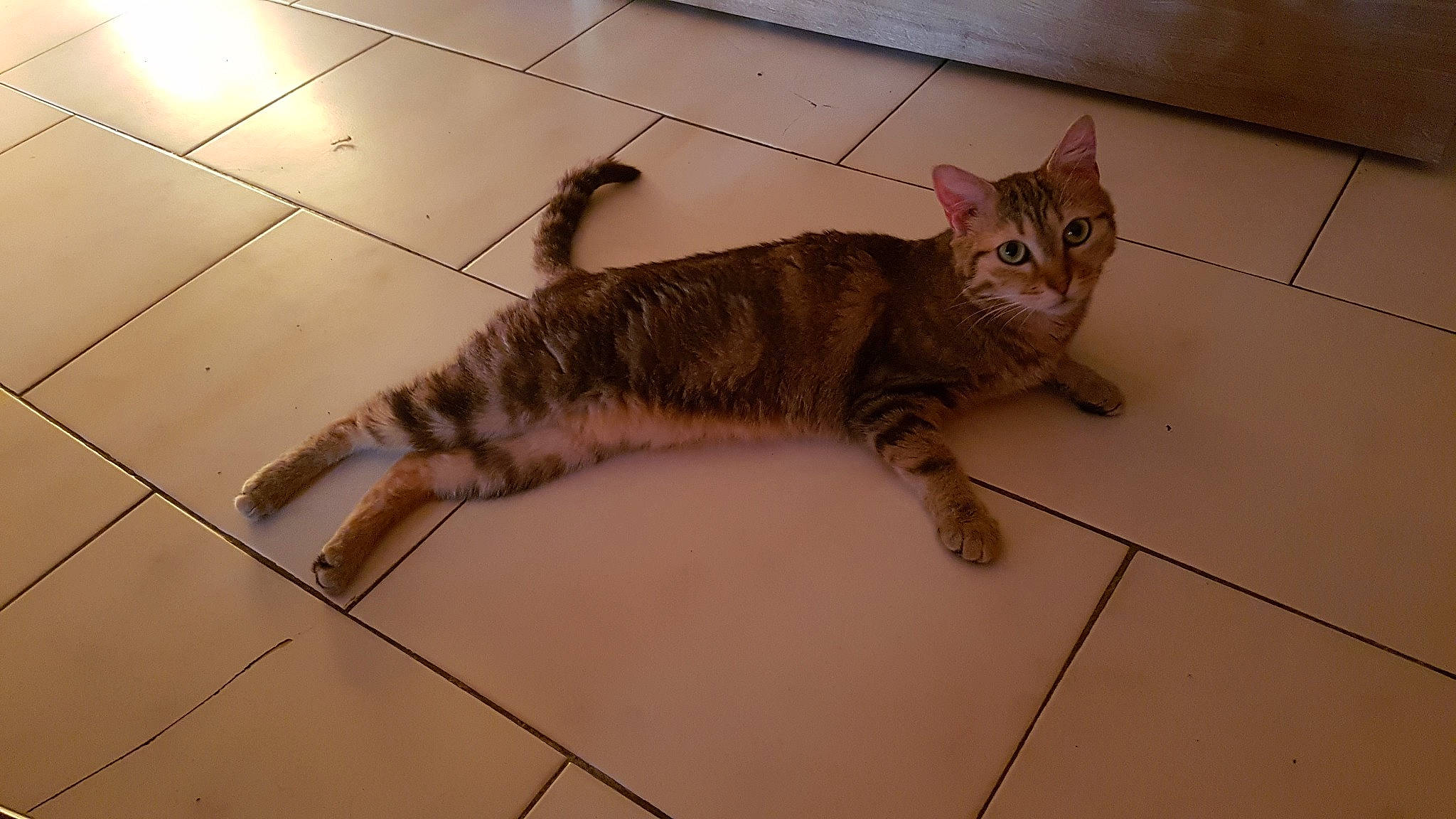 Melba participe au concours pour gagner de l'argent avec cette photo : aegean_cat, american_curl, arabian_mau, asian, australian_mist, carnivore, cat, domestic_short_haired_cat, dragon_li, european_shorthair, felidae, floor, kitten, kurilian_bobtail, mammal, small_to_medium_sized_cats, tabby_cat, tail, vertebrate, whiskers