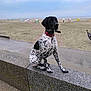 dog, black_and_white, collar, sitting, beach, sand, stone_ledge, cloudy_sky, pastel_huts, outdoor, calm, animal, pet, quiet, landscape, fence, background, nature, daytime, canine