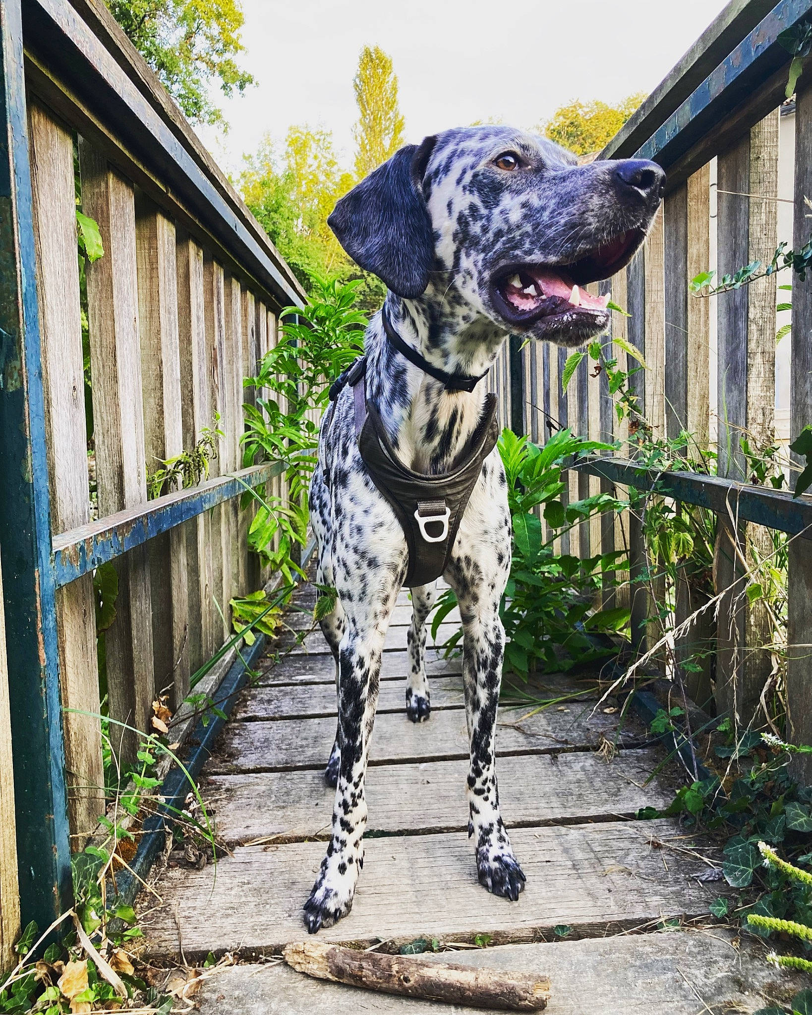 Sarone a rejoint le concours — aidez-le/la à gagner de superbes lots ! art, braque_francais, canidae, carnivore, collar, companion_dog, dog, dog_breed, dog_collar, dog_supply, fawn, fence, grass, gun_dog, plant, sky, snout, tree, window, working_animal