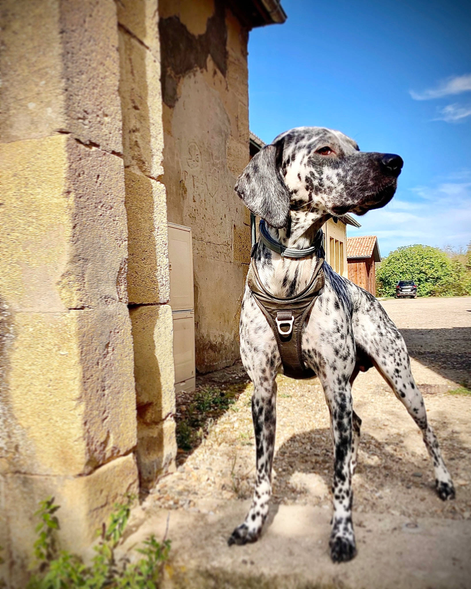 Sarone participe au concours pour gagner de l'argent avec cette photo : art, building, canidae, carnivore, cloud, collar, companion_dog, dog, dog_breed, dog_collar, dog_supply, fawn, leash, plant, sculpture, sky, snout, sporting_group, tree, working_animal