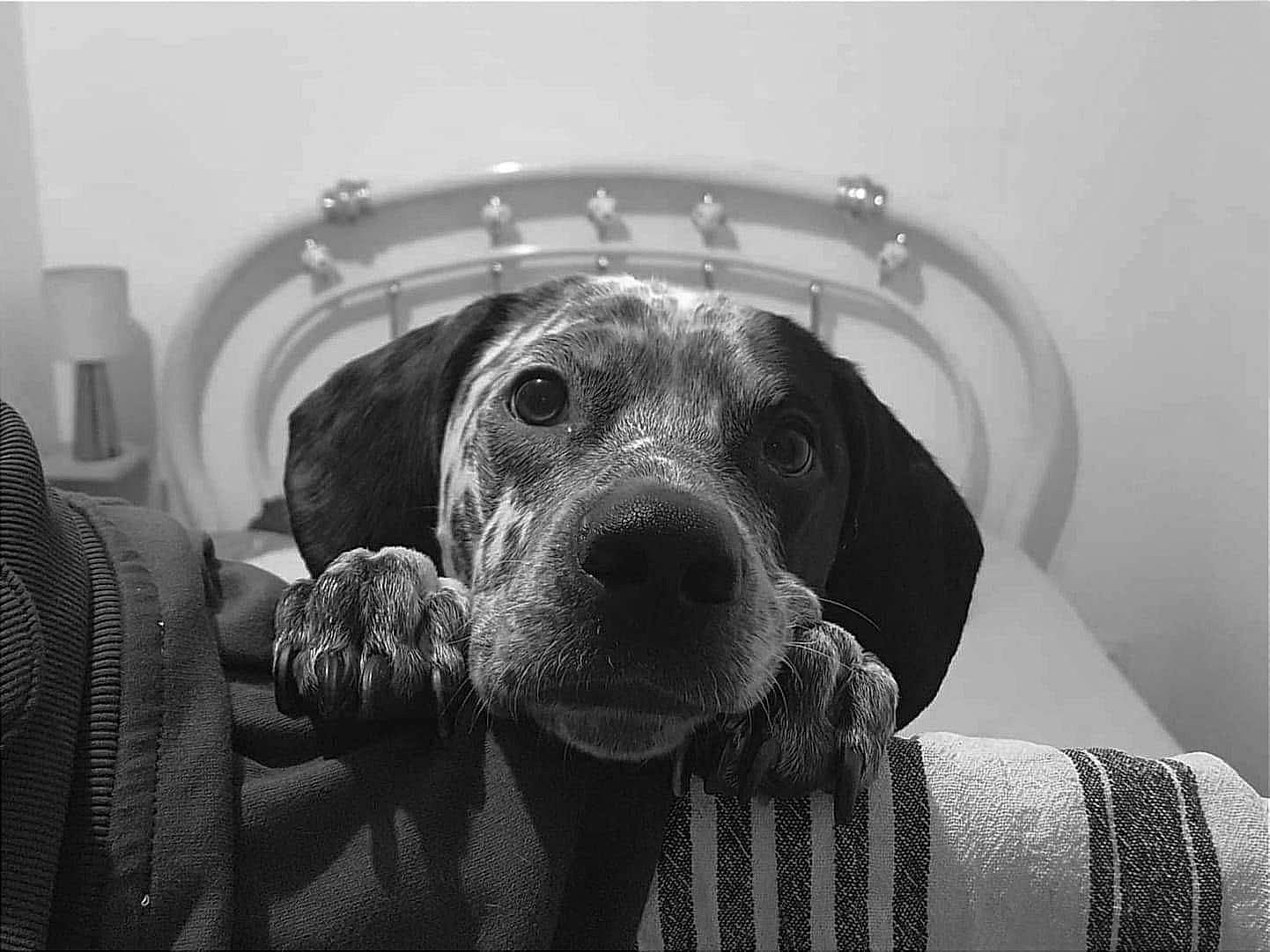 Sarone participe au concours pour gagner de l'argent avec cette photo : black, black_and_white, canidae, carnivore, comfort, companion_dog, dog, dog_breed, ear, grey, jaw, monochrome, monochrome_photography, selfie, snout, sporting_group, style, whiskers, working_animal, wrinkle