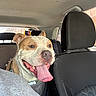 Thor joined the competition — help win amazing prizes! dog, car, backseat, tongue_out, happy, pet, canine, smiling, inside, vehicle, seat, headrest, window, sunlight, fur, leash, collar, closeup, excited, domestic_animal
