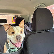 Thor is registered to the contest to win money with this photo: dog, car, backseat, happy, tongue_out, camo_harness, ears_up, pet, canine, vehicle_interior, seat, headrest, window, flag, american_flag, dog_hair, domestic_animal, smiling, portrait, daylight