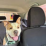 dog, car, backseat, happy, tongue_out, camo_harness, ears_up, pet, canine, vehicle_interior, seat, headrest, window, flag, american_flag, dog_hair, domestic_animal, smiling, portrait, daylight