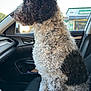 animal, black_and_white, calm, car_door, car_interior, car_seat, car_wash, curly_fur, dashboard, daylight, dog, fur_texture, indoors, passenger_seat, pet, seat, side_view, transportation, vehicle, window