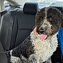 animal, backseat, black_and_white, car_interior, companion, curly_hair, dog, domestic_animal, fur, hand, happy, headrest, leash, parked_cars, person, pet, seatbelt, seated, tongue_out, window