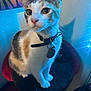animal, blue_light, calico_cat, cat, collar, curious, ears, eyes, feline, fur, indoor, lighting, perch, pet, poster, seat, sitting, tag, wall, whiskers