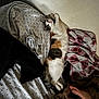 Cookie is registered to the contest to win money with this photo: cat, calico_cat, bed, blanket, feet, clothing, patterned_blanket, indoor, relaxing, stretching, feline, pet, sleepy, domestic_animal, fur, cozy, resting, human_feet, textile, wall